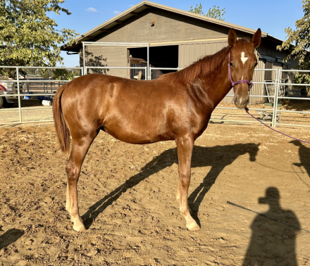 HorseID: 2292728 Hermione - PhotoID: 1085688