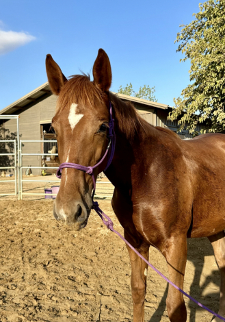 HorseID: 2292728 Hermione - PhotoID: 1085689