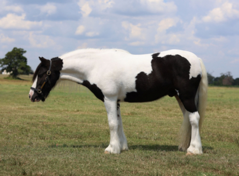 HorseID: 2292936 Mr. Stashly - PhotoID: 1085632