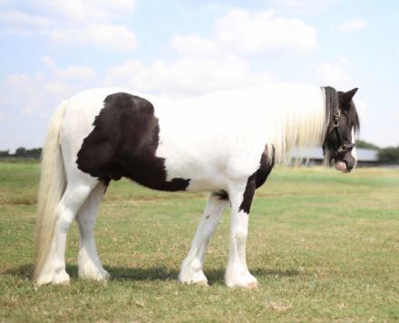 HorseID: 2292936 Mr. Stashly - PhotoID: 1085633