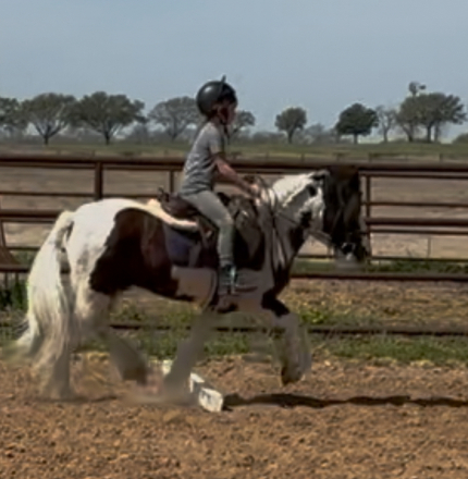 HorseID: 2292936 Mr. Stashly - PhotoID: 1085635