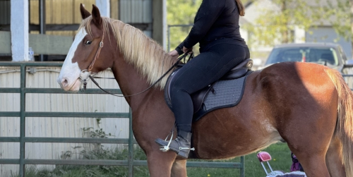 HorseID: 2293060 Liam - PhotoID: 1084789