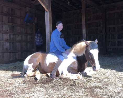 HorseID: 2293187 Dreamer - PhotoID: 1085776