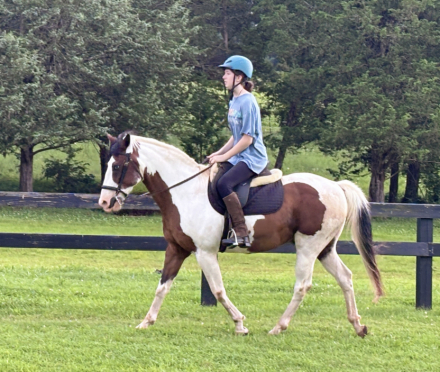 HorseID: 2293187 Dreamer - PhotoID: 1085777