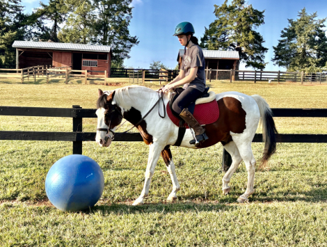 HorseID: 2293187 Dreamer - PhotoID: 1085778