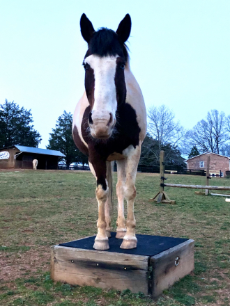 HorseID: 2293187 Dreamer - PhotoID: 1085779