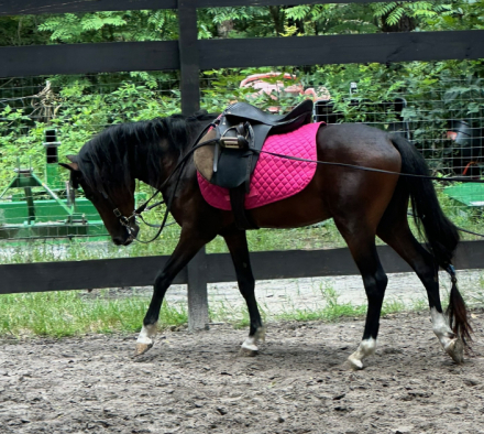 HorseID: 2293232 Chasing the Dream - PhotoID: 1085506