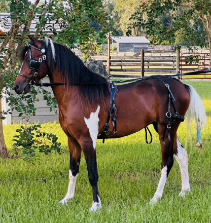 HorseID: 2293236 Quiz - PhotoID: 1085508