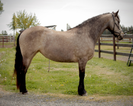 HorseID: 2293629 Windwalker Rivia - PhotoID: 1083971