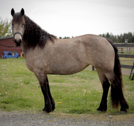 HorseID: 2293629 Windwalker Rivia - PhotoID: 1083972