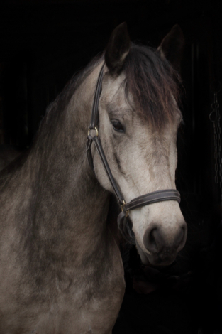 HorseID: 2293629 Windwalker Rivia - PhotoID: 1083973