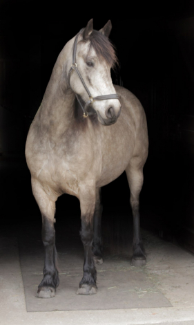 HorseID: 2293629 Windwalker Rivia - PhotoID: 1083974