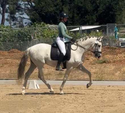 HorseID: 2293692 Theo - PhotoID: 1084468