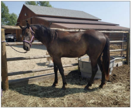 HorseID: 2294080 GR Guinness - PhotoID: 1085150