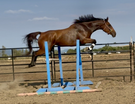 HorseID: 2294212 Regina George - PhotoID: 1073539