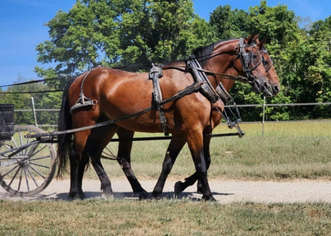 HorseID: 2294384 Bow-J - PhotoID: 1084487