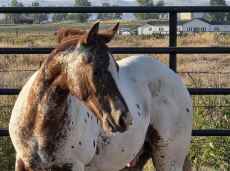 HorseID: 2294503 ApHC pending - PhotoID: 1073936