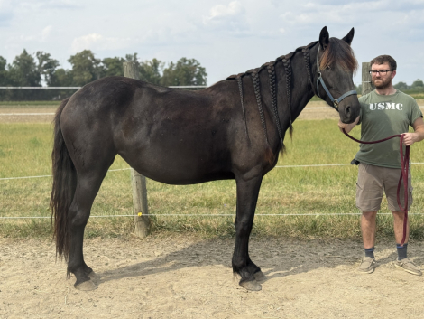 HorseID: 2294516 True North Prince-2 Journee - PhotoID: 1074513