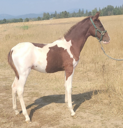 HorseID: 2294532 KUDOS FOR YOU - PhotoID: 1073977