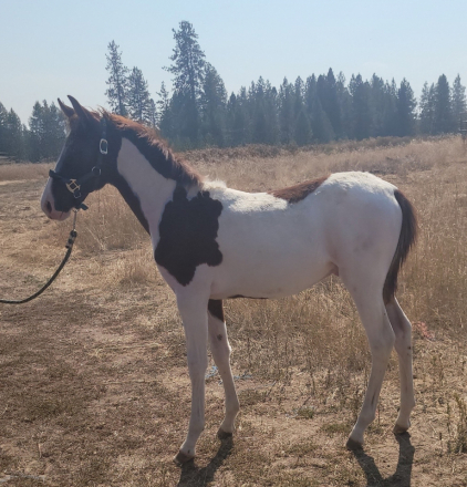 HorseID: 2294532 KUDOS FOR YOU - PhotoID: 1074604