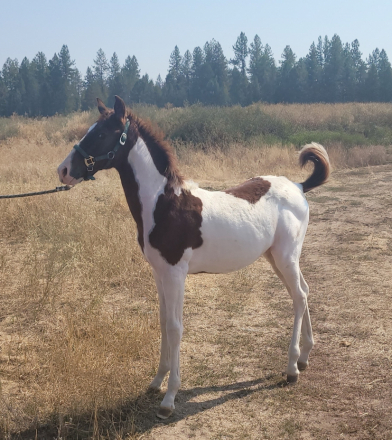 HorseID: 2294532 KUDOS FOR YOU - PhotoID: 1074605