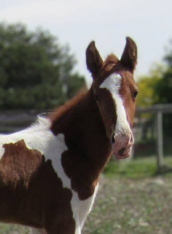 HorseID: 2294532 KUDOS FOR YOU - PhotoID: 1074606