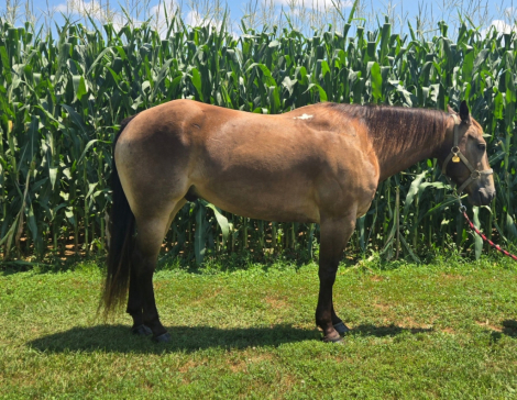 HorseID: 2294567 CHQH CHEX BAR KIT - PhotoID: 1074023