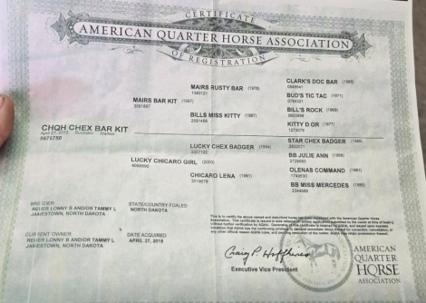 HorseID: 2294567 CHQH CHEX BAR KIT - PhotoID: 1074024