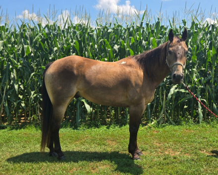 HorseID: 2294567 CHQH CHEX BAR KIT - PhotoID: 1074025