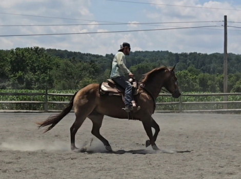 HorseID: 2294567 CHQH CHEX BAR KIT - PhotoID: 1074026