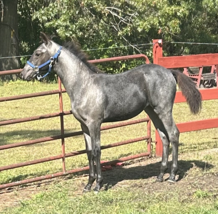 HorseID: 2294980 MX Luna Blue - PhotoID: 1085480