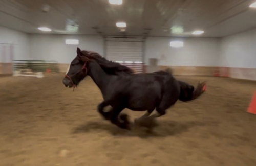 HorseID: 2295050 Feathers and Lace Rebels Black Whiskey - PhotoID: 1074670
