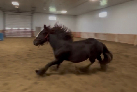 HorseID: 2295050 Feathers and Lace Rebels Black Whiskey - PhotoID: 1074671