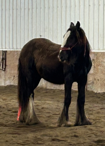 HorseID: 2295050 Feathers and Lace Rebels Black Whiskey - PhotoID: 1074673