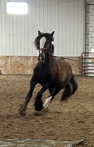 HorseID: 2295050 Feathers and Lace Rebels Black Whiskey - PhotoID: 1074674