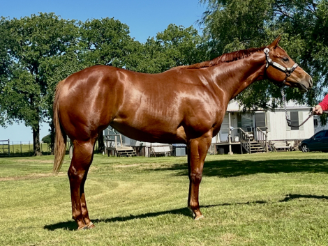 HorseID: 2295229 Ms. Premo - PhotoID: 1100700