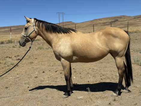 HorseID: 2295443 Dashs Pretty Shiney - PhotoID: 1079847