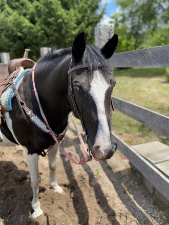 HorseID: 2295547 Hamlet - PhotoID: 1075389