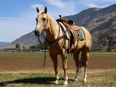 HorseID: 2295552 Guys Gas Time - PhotoID: 1075396