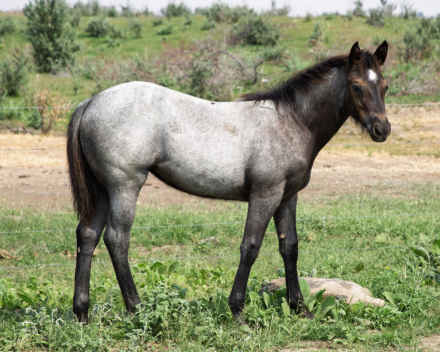 HorseID: 2295666 KT Daughter ofa Gun - PhotoID: 1083570