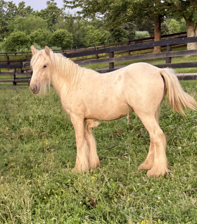 HorseID: 2295670 Five Paddocks Diana - PhotoID: 1084086