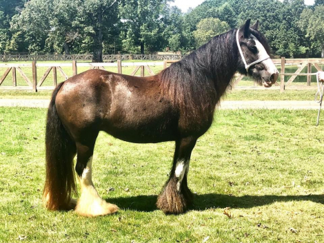 HorseID: 2295677 SD Dixie - PhotoID: 1084396