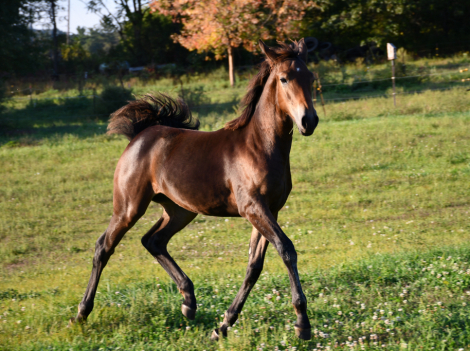 HorseID: 2295682 Amirante SP - PhotoID: 1084211