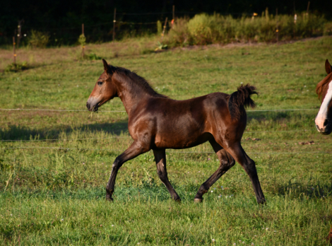 HorseID: 2295682 Amirante SP - PhotoID: 1084212