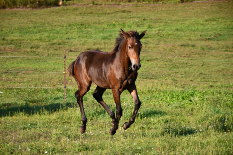 HorseID: 2295682 Amirante SP - PhotoID: 1084213