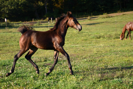 HorseID: 2295682 Amirante SP - PhotoID: 1084214