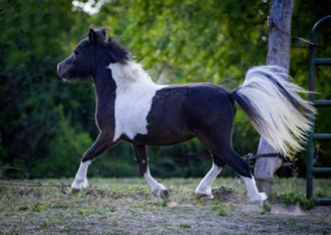 HorseID: 2295993 LCAs Secret To A Good Time - PhotoID: 1083735