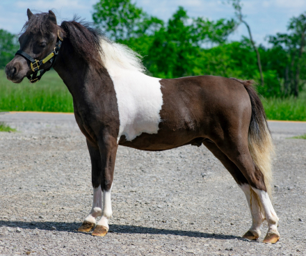 HorseID: 2295993 LCAs Secret To A Good Time - PhotoID: 1083736