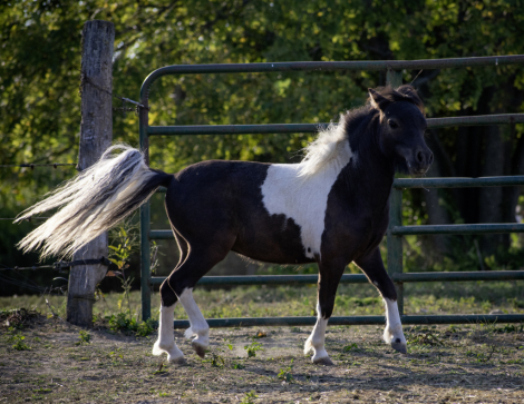 HorseID: 2295993 LCAs Secret To A Good Time - PhotoID: 1083737