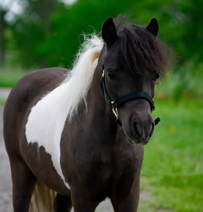 HorseID: 2295993 LCAs Secret To A Good Time - PhotoID: 1083738